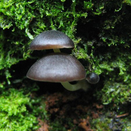 Santuario Ecologico Monteverde Dış mekan fotoğraf