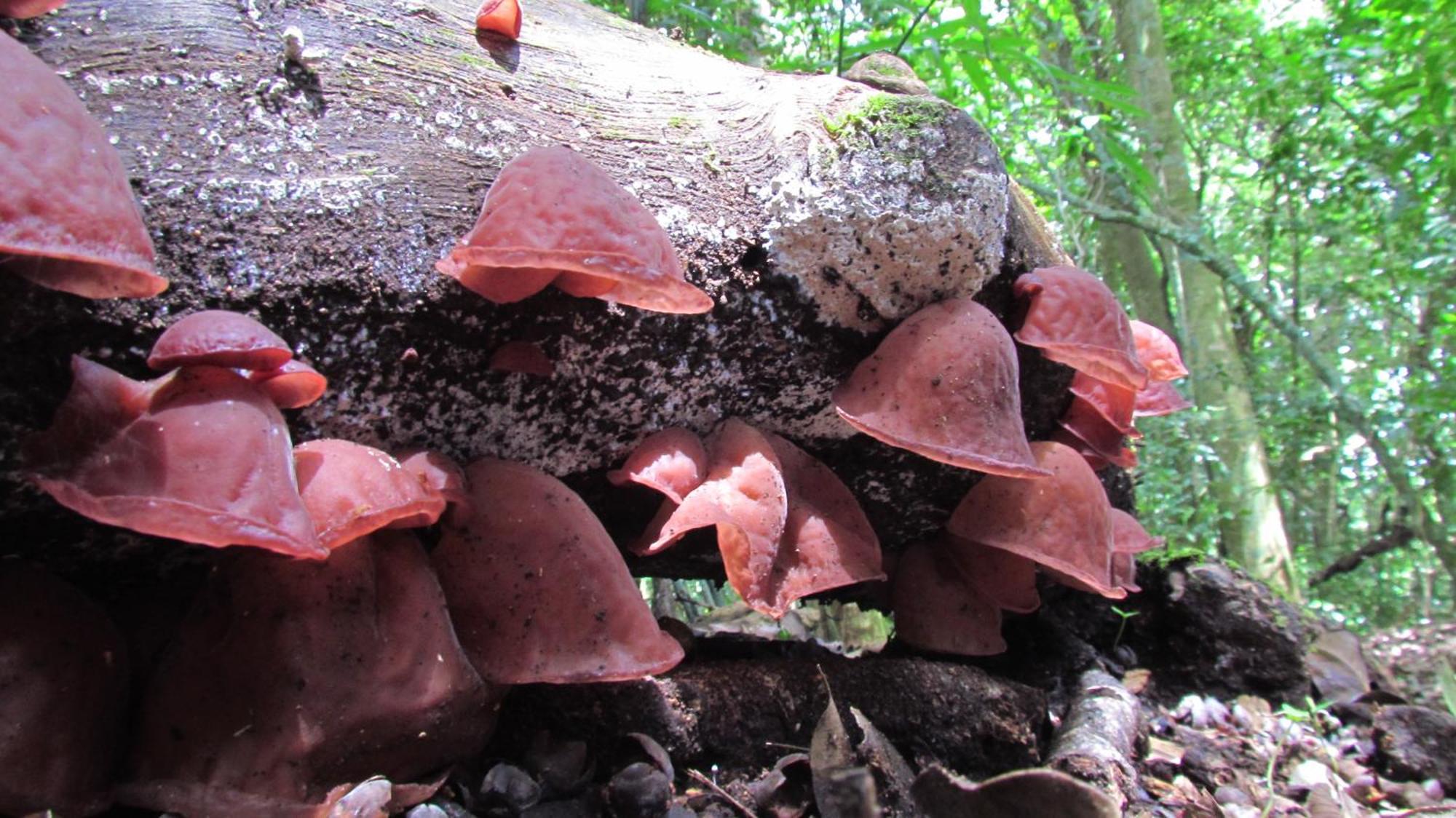 Santuario Ecologico Monteverde Dış mekan fotoğraf