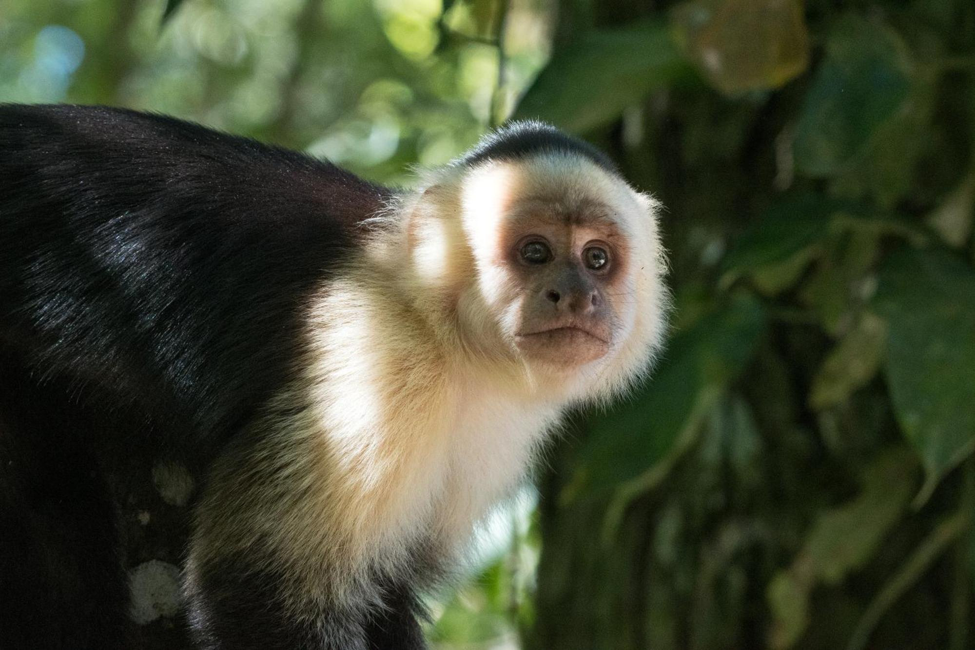 Santuario Ecologico Monteverde Dış mekan fotoğraf