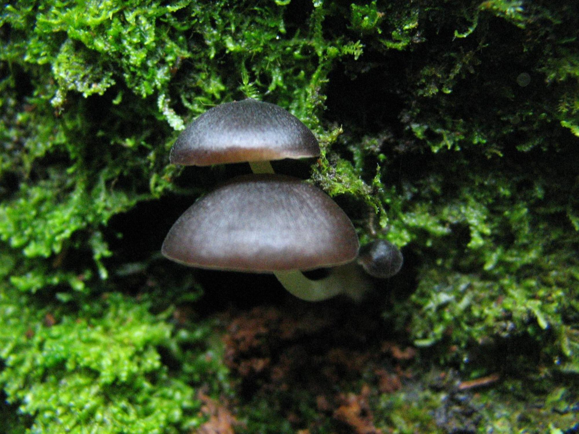 Santuario Ecologico Monteverde Dış mekan fotoğraf