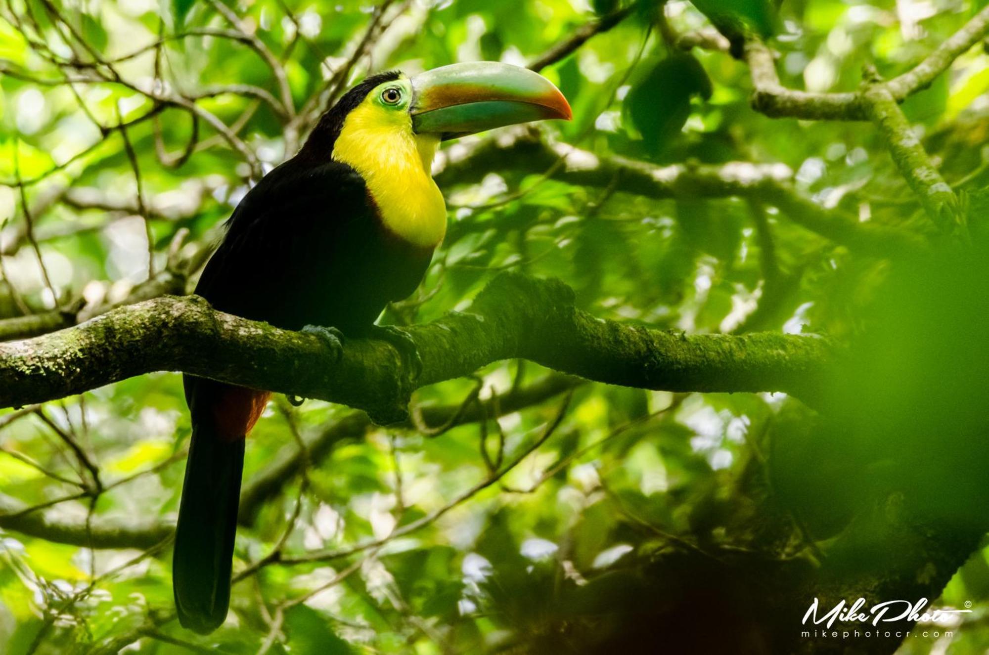 Santuario Ecologico Monteverde Dış mekan fotoğraf