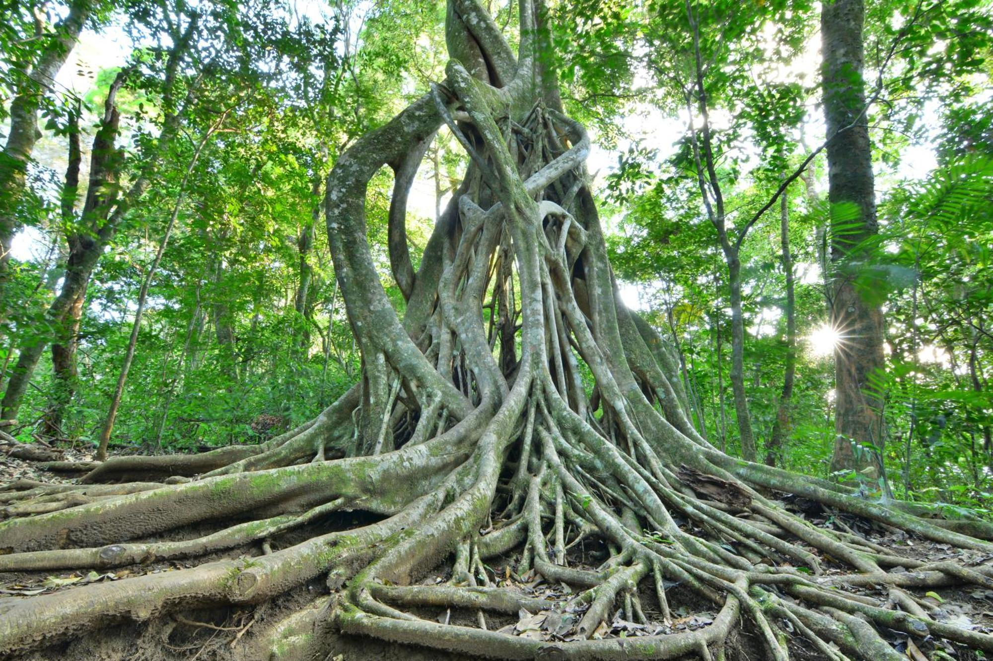 Santuario Ecologico Monteverde Dış mekan fotoğraf